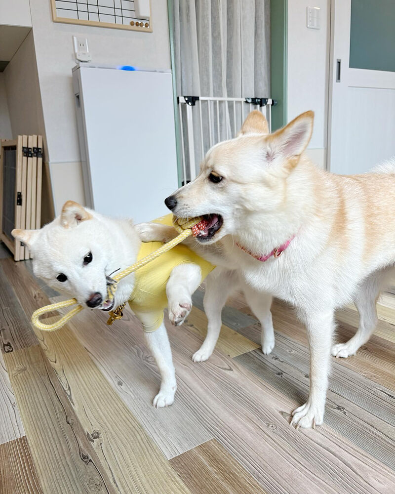 ブログ