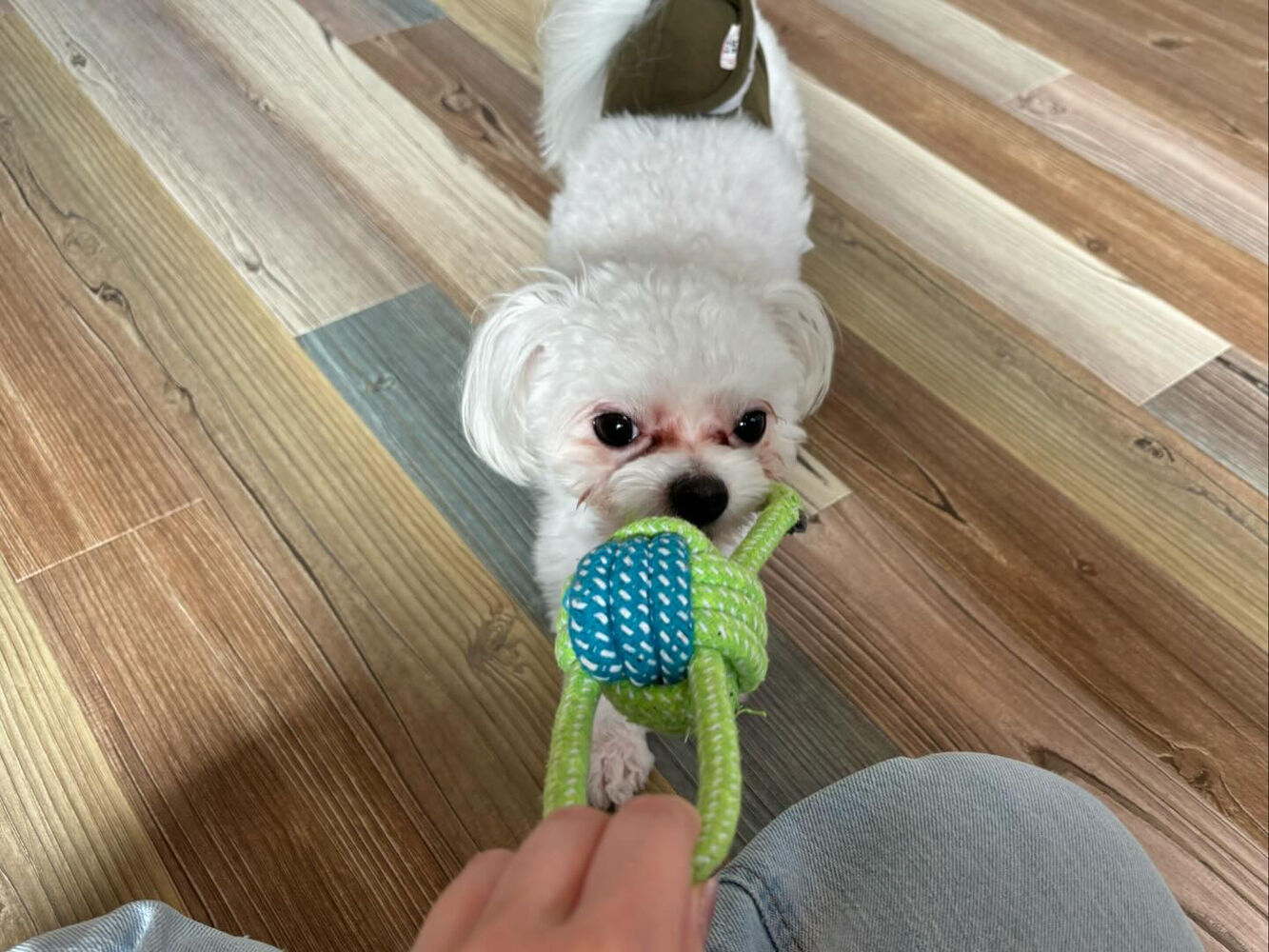 ブログ