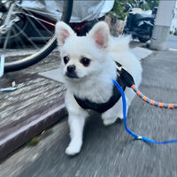ブログ